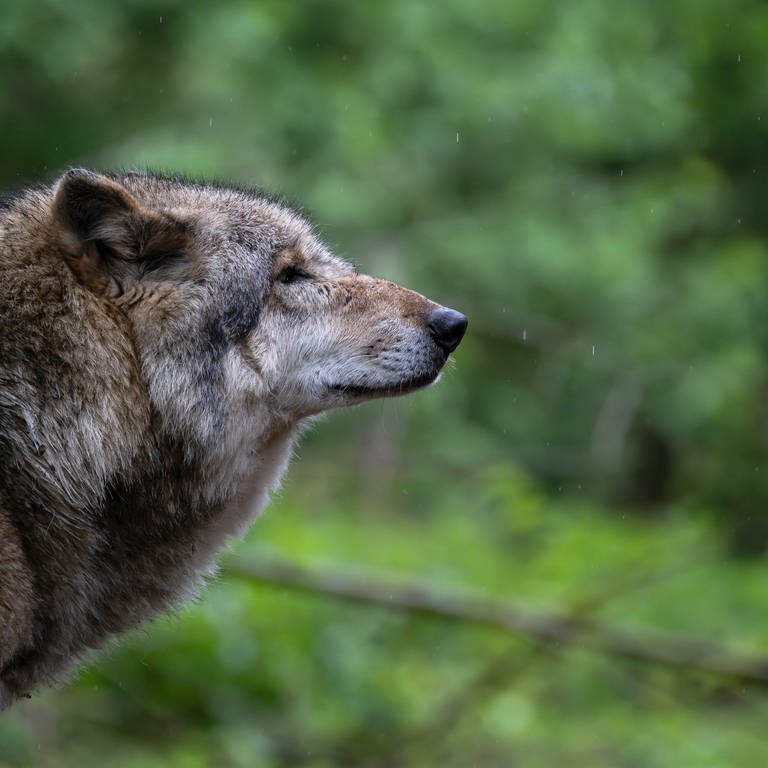 Der Kopf eines Wolfs, vor Bäumen. (Foto: dpa Bildfunk, Picture Alliance (Symbolbild))