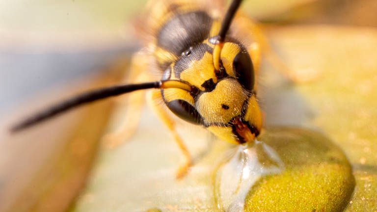 Eine Wespe trinkt an einem heißen Nachmittag einen Wassertropfen.