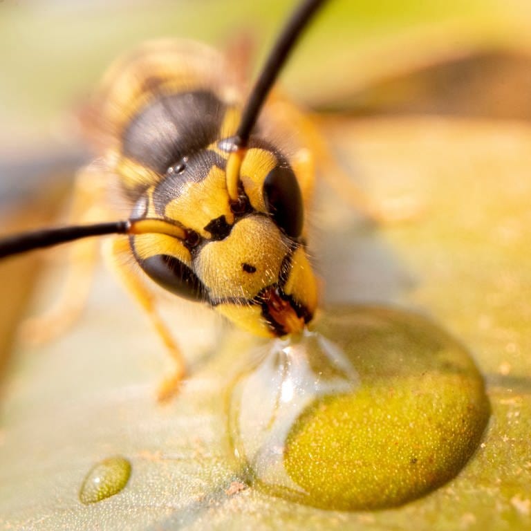 Eine Wespe trinkt an einem heißen Nachmittag einen Wassertropfen. (Foto: dpa Bildfunk, picture alliance/dpa/ZUMA Press Wire | Robin Loznak)