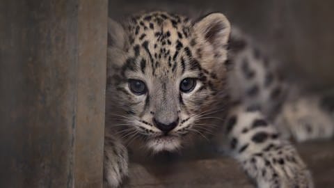 Noch hat das kleine Leoparden-Jungtier in der Wilhelma in Stuttgart noch keinen Namen.