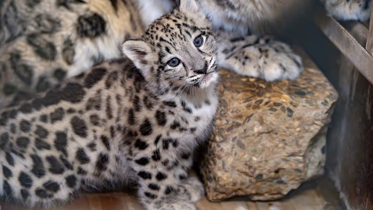 Das kleine Leoparden-Weibchen ist jetzt rund zwei Monate alt. Seit kurzem können auch die Besucherinnen und Besucher der Wilhelma das Jungtier sehen. (Foto: Pressestelle, Wilhelma Stuttgart)