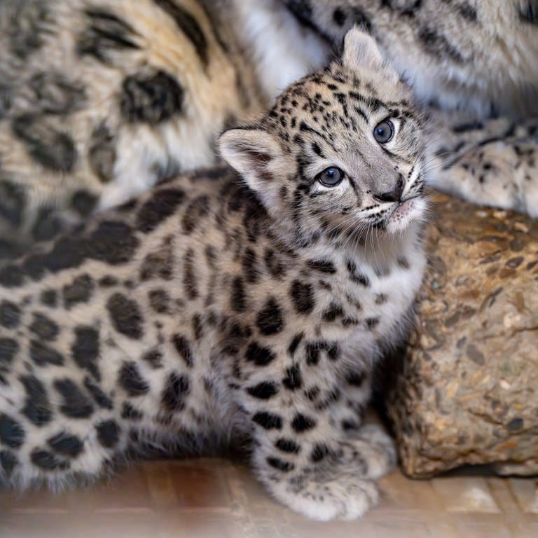Das kleine Leoparden-Weibchen ist jetzt rund zwei Monate alt. Seit kurzem können auch die Besucherinnen und Besucher der Wilhelma das Jungtier sehen.