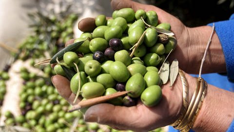 Eine Frau hält eine Menge Oliven in den Händen. (Foto: dpa Bildfunk, picture alliance / dpa | epa Abed Al Hafiz Hashlamoun (Archivbild))