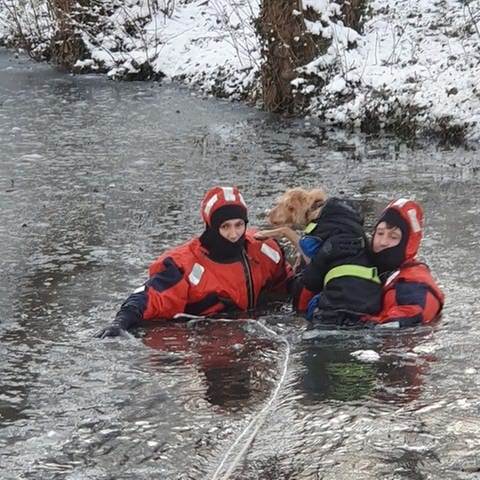 Feuerwehrleute retten einen Hund aus dem Riedsee. (Foto: Feuerwehr Stuttgart)