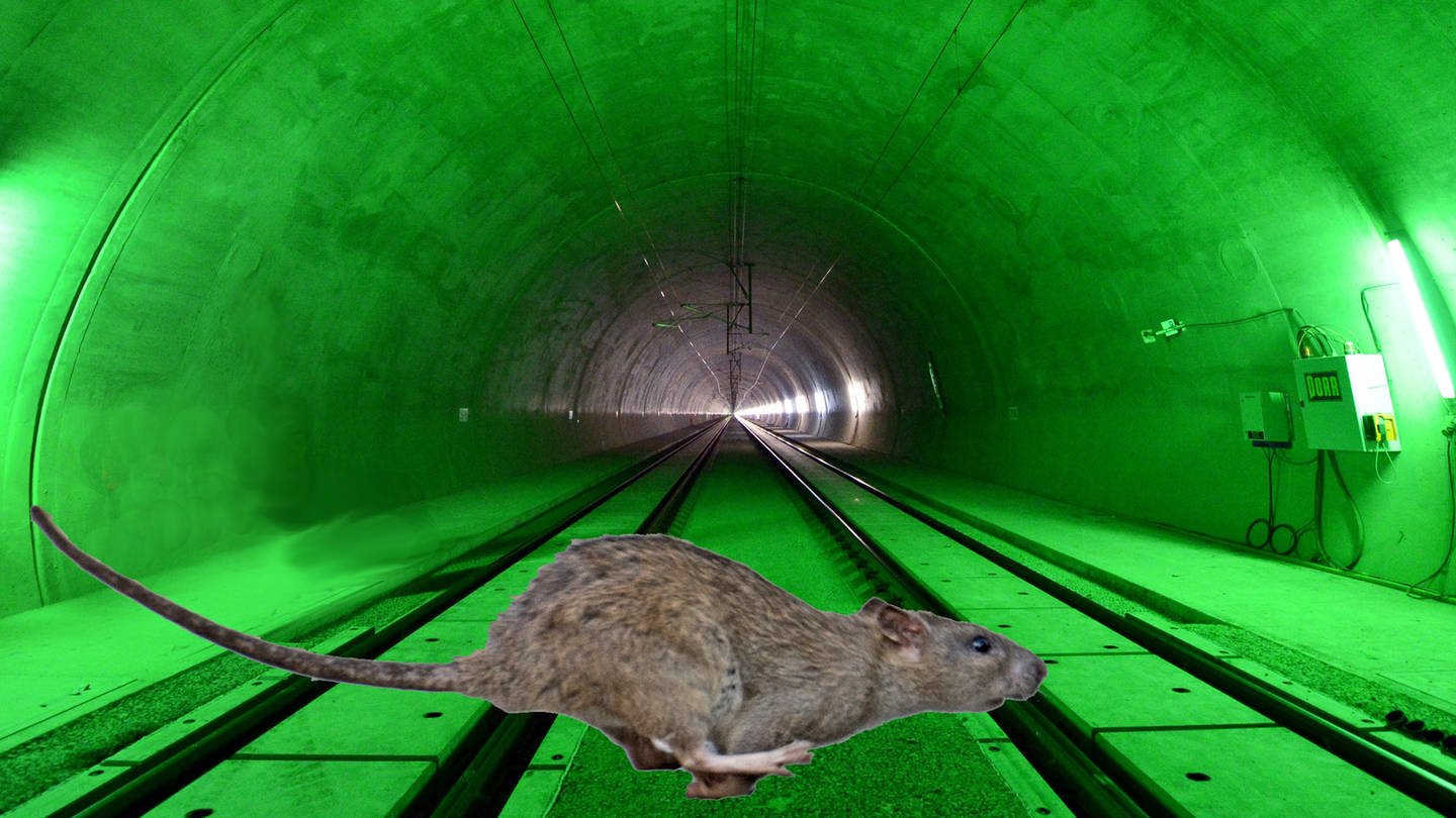 Montage: Der Blick in einen fertigen Tunnel von Stuttgart 21, im Vordergrund rennt eine Ratte durch das Bild. (Foto: dpa Bildfunk,  Bernd von Jutrczenka/Martin Schutt | Montage: SWR)