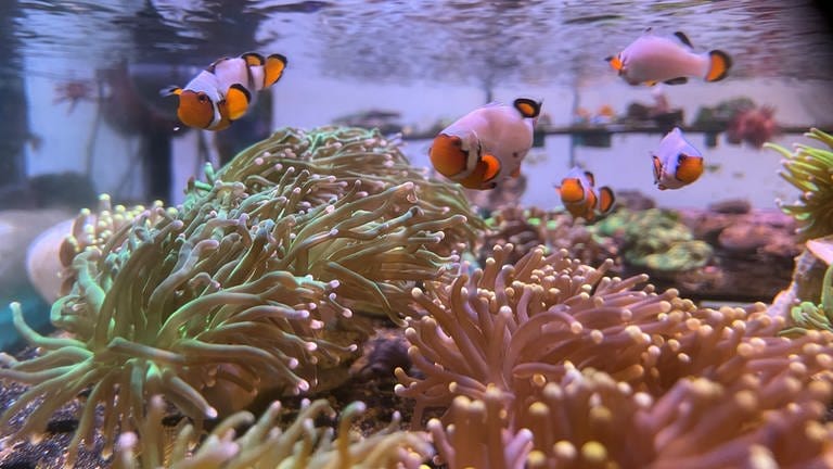 In Holzgerlingen züchtet Claude Schuhmacher bunte Korallen, die sonst in den Weltmeeren wachsen.