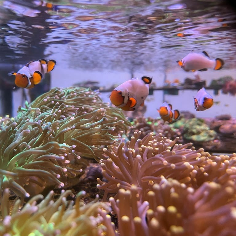 In Holzgerlingen züchtet Claude Schuhmacher bunte Korallen, die sonst in den Weltmeeren wachsen. (Foto: SWR, Beate Metschies)