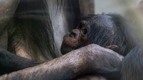 Kurz vor Weihnachten 2023 wurde in der Wilhelma ein Bonobo-Junges geboren. (Foto: Pressestelle, Wilhelma)