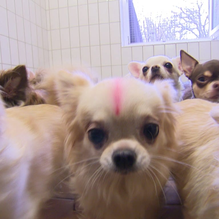 Das Tierheim Stuttgart hat 68 Chihuahuas aufgenommen.