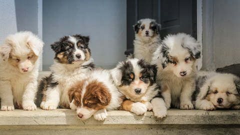 Eine Gruppe Hundewelpen (Foto: Unsplash/Jametlene Reskp)