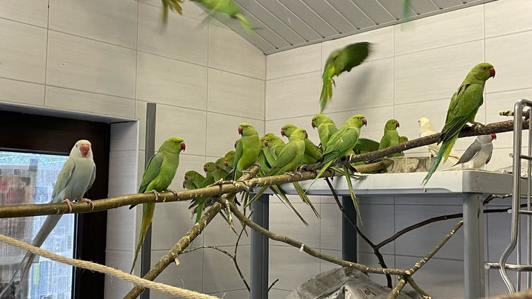 Im Tierheim in Esslingen sitzen dutzende grüne Sittiche auf Ästen und fliegen durcheinander. (Foto: SWR)