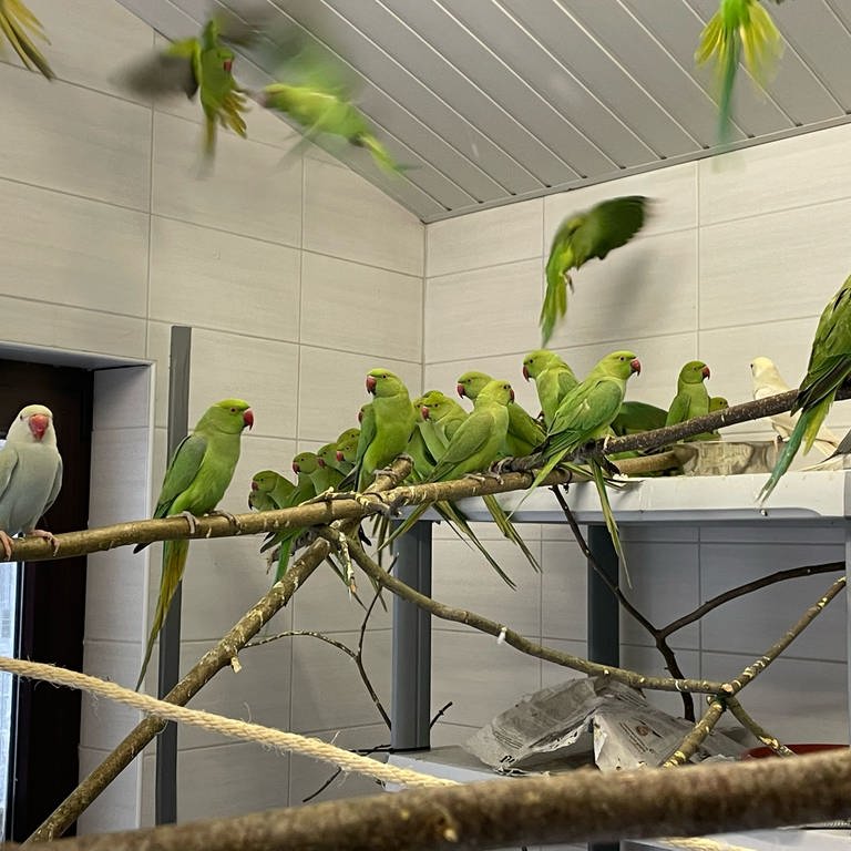 Im Tierheim in Esslingen sitzen dutzende grüne Sittiche auf Ästen und fliegen durcheinander.