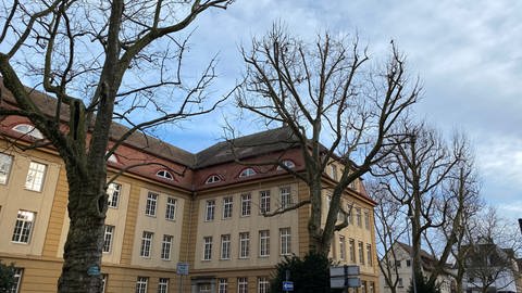 Mörike-Gymnasium in Ludwigsburg: Krähen auf Bäumen
