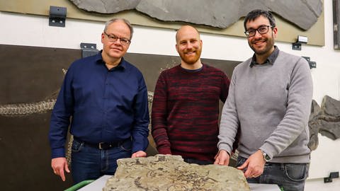 Rainer Schoch, Stephan Spiekman und Eudald Mujal (von links) stellen im Naturkundemuseum Stuttgart das Fossil des  Meeressauriers Trachelosaurus fischeri vor. (Foto: SMNS, L. Reinöhl)