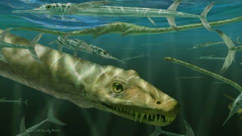 So hat er vielleicht ausgesehen: Der Dinocephalosaurus ("chinesischer Drache") ist ein enger Verwandter des Trachelosaurus fischeri. Paläontologen des Naturkundemuseums Stuttgart haben die Meeressaurier nun genauer erforscht. (Foto: Marlene Donelly)