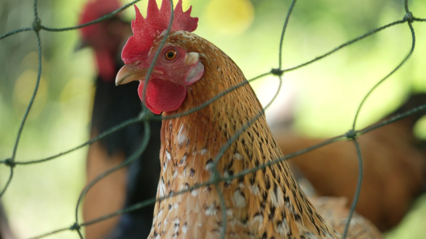 Ein Huhn von Sarah Wirth steht hinter einem Zaun, im Hintergrund ist ein zweites Huhn zu sehen. (Foto: SWR)