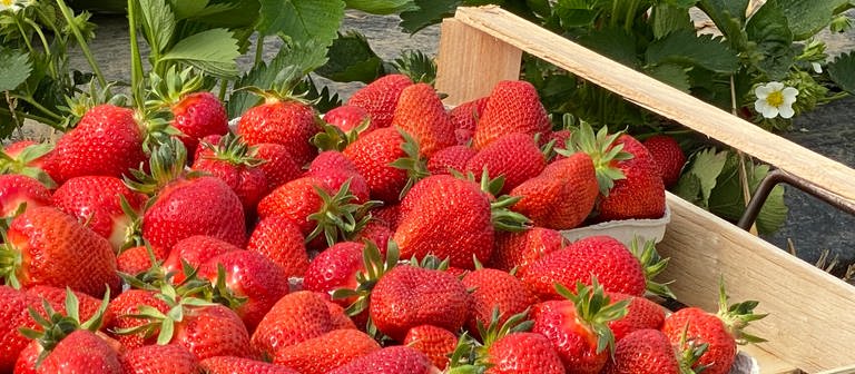 Erdbeeren werden geerntet  (Foto: SWR, Dirk Starke)
