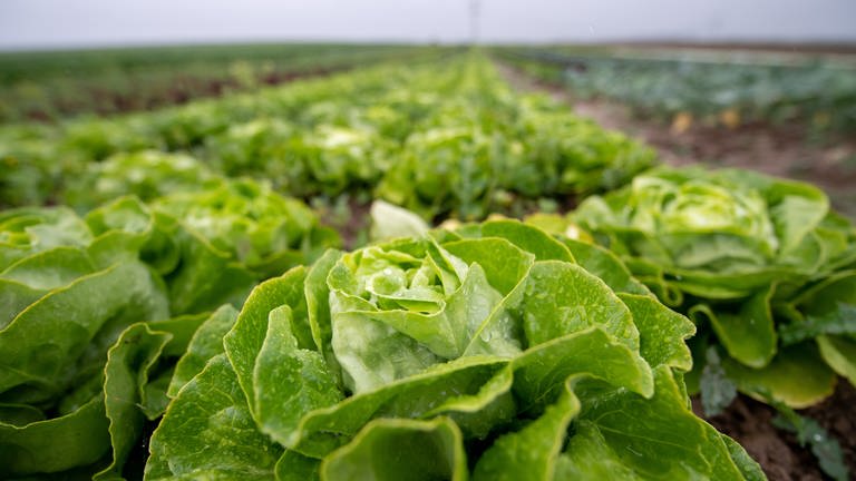 Mehrere Reihen von grünen Salatköpfen mit Regentropfen auf einem Feld. (Foto: picture-alliance / Reportdienste, Sebastian Gollnow.)