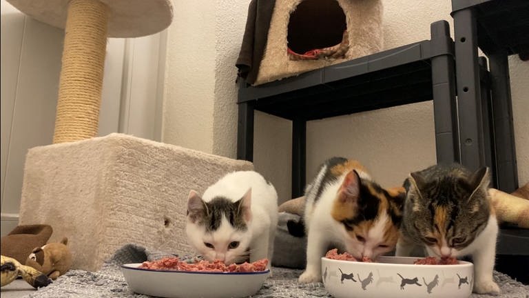Drei Baby-Katzen im Tierheim Rottweil an der Futterschüssel  (Foto: SWR, Samantha Happ)