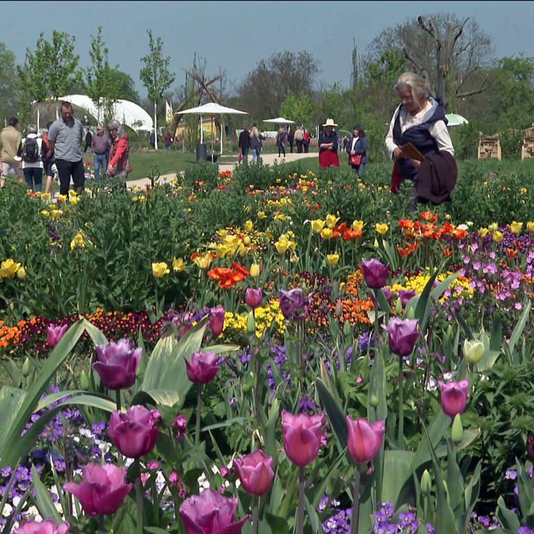 Tulpen und andere Blumen auf der Landesgartenschau 2022 in Neuenburg am Rhein (Foto: SWR)