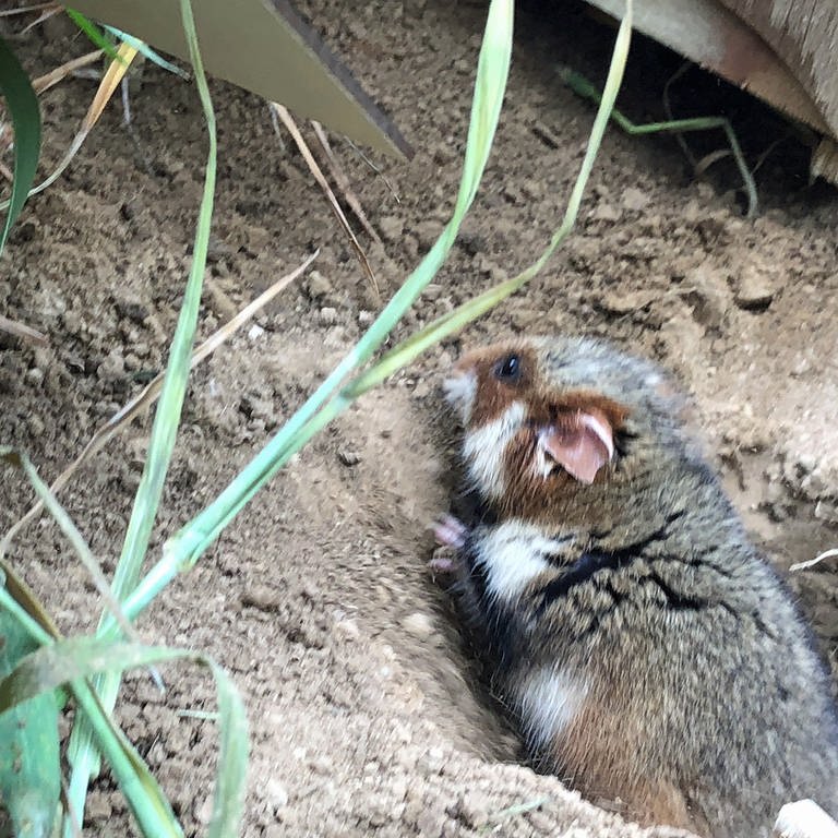 Hamster auf Entdeckungstour (Foto: SWR)