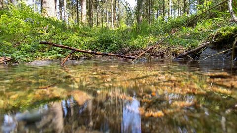 Quellen im Schwarzwald sollen besser geschützt werden (Foto: SWR, Malcom Bijker)