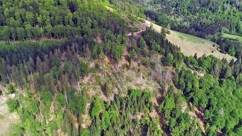 Wasserknappheit wird im Schwarzwald und in Südbaden mittelfristig zu einem Problem (Foto: SWR)