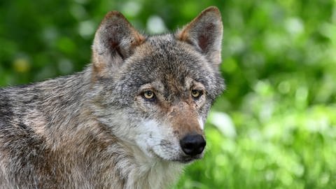 Vereinzelt lassen sich wieder Wölfe im Schwarzwald nieder. Zuweilen reißen sie Weidetiere. Das sorgt für Konflikte zwischen Tierschutz und Landwirtschaft. (Foto: dpa Bildfunk, Carsten Rehder)