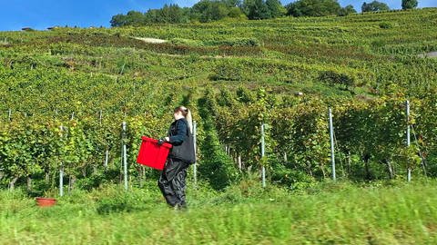 Weinlese in Glottertaler Steillagen: Gemeinschaftsarbeit mit Bergsteiger-Kompetenzen (Foto: SWR)