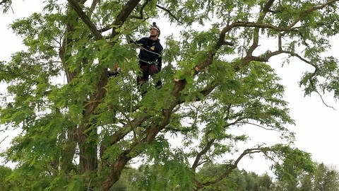 LGS Neuenburg am Rhein: Mit dem Baumpfleger in schwindelnde Höhe (Foto: SWR)