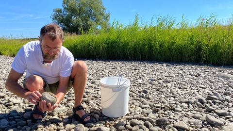Ingo Kramer, Geschäftsführer des Landesfischereiverbands BW, untersucht Steine im Fluss Dreisam (Foto: SWR, Jasmin Bergmann)