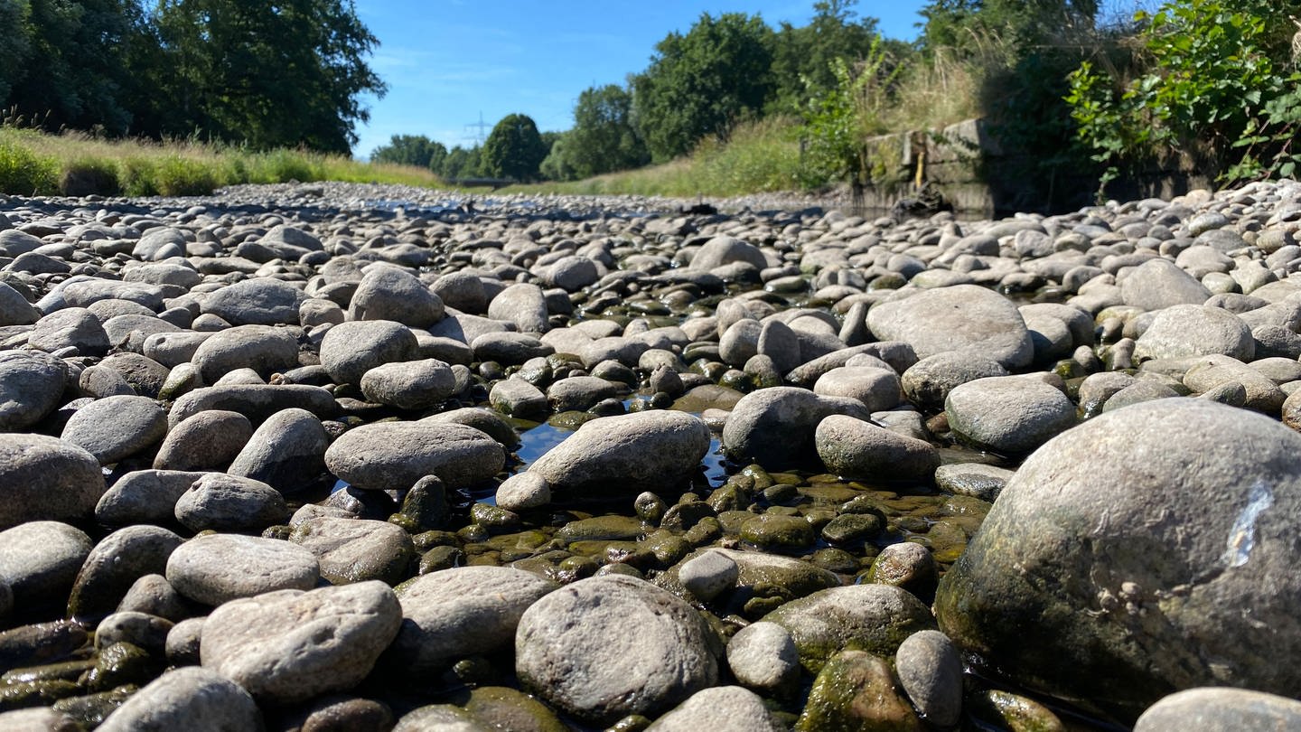 Im Fluss Dreisam plätschert stellenweise nur noch ein Rinnsal. (Foto: SWR, Jasmin Bergmann)