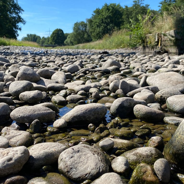 Im Fluss Dreisam plätschert stellenweise nur noch ein Rinnsal. (Foto: SWR, Jasmin Bergmann)