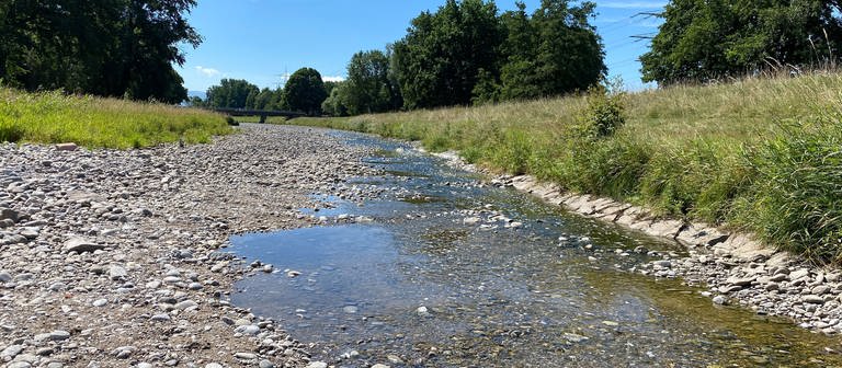 Der Fluss Dreisam führt kaum noch Wasser. (Foto: SWR, Jasmin Bergmann)