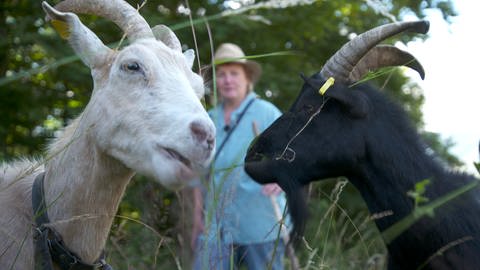 Urlauber und Einheimische wandern zusammen mit Bäuerin Sabine Schmidt und ihren Ziegen im Münstertal (Foto: SWR)