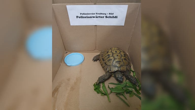 Die Schildkröte wurde in Freiburg gefunden und hat die Nacht im Polizeirevier Freiburg Süd verbracht (Foto: Polizei Freiburg)