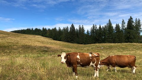 Bernau im Schwarzwald: Die Weiden in den Höhenlagen werden immer trockener (Foto: SWR, Petra Jehle)