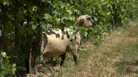 Dem Schaf gefällt´s zwischen den Weinstöcken (Foto: SWR)