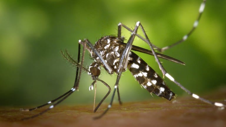 Tigermücken sind Überträger von Tropenkrankheiten wie dem Dengue-Fieber. (Foto: dpa Bildfunk, Picture Alliance)