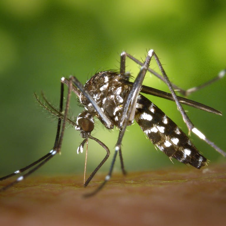 Tigermücken sind Überträger von Tropenkrankheiten wie dem Dengue-Fieber. (Foto: dpa Bildfunk, Picture Alliance)