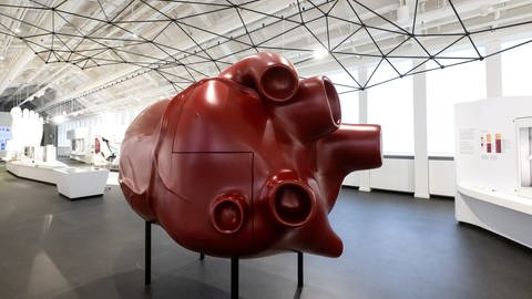 Das Modell von einem Herz im Deutschen Museum in München. (Foto: picture-alliance / Reportdienste, Sven Hoppe)