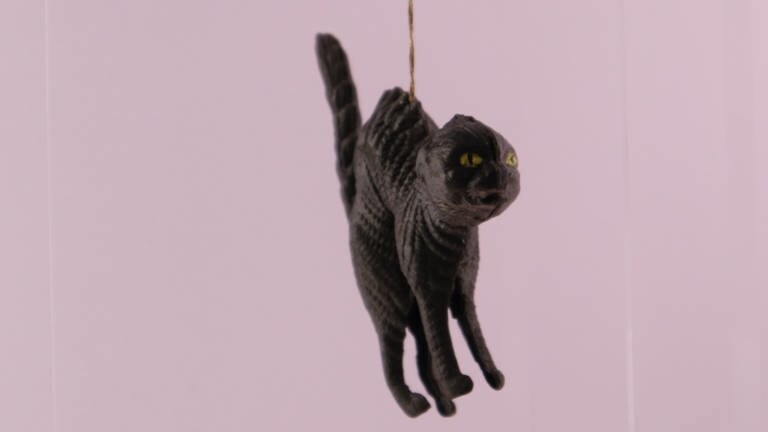 schwarze Katze mit Buckel  (Foto: SWR, Laura Könsler)