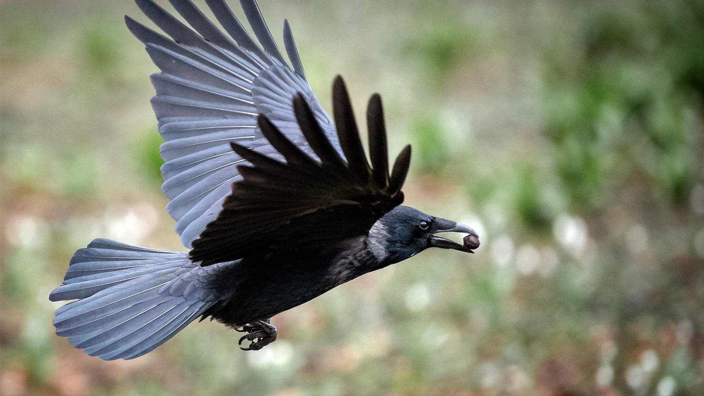 Eine fliegende Krähe mit einem runden Gegenstand im Schnabel (Foto: dpa Bildfunk, Sina Schuldt)