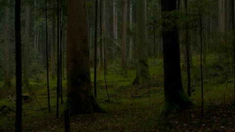 Schamanisches Rauhnachts-Ritual im Wald (Foto: SWR)