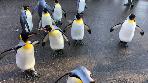 Pinguin-Spaziergang im Basler Zoo (Foto: SWR, Inès Plume)
