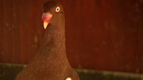 eine einzelne rotbraune Taube mit roten Augenringen (Foto: SWR, Jochen Sülberg)