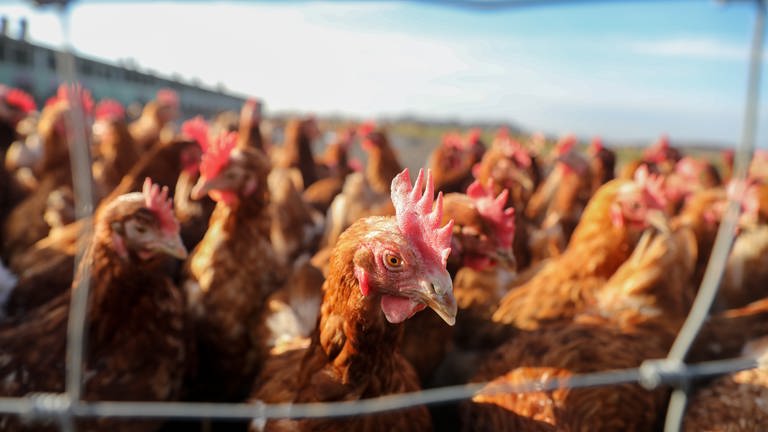 Hühner zählen zu gefährdeten Beständen durch Vogelgrippe (Foto: dpa Bildfunk, Jan Woitas)