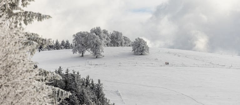 Spaziergänger stehen auf einem verschneiten Hang vor verschneiten Bäumen.  (Foto: dpa Bildfunk, picture alliance/dpa | Philipp von Ditfurth)