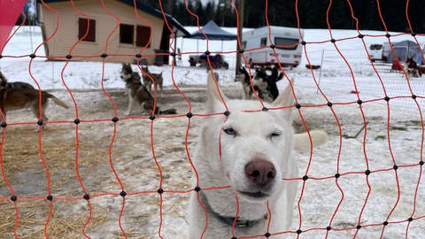 So läuft das Husky-Alternativprogramm zum Schlittenhunderennen in Todtmoos (Foto: SWR, Michael Hertle)