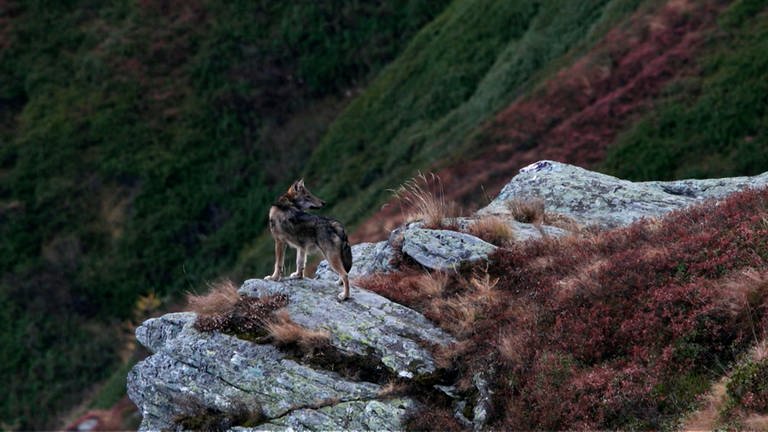 Der weibliche Wolf lebt schon länger in der Schweiz  (Foto: SWR)